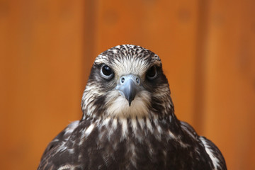 Saker falcon (Falco cherrug).