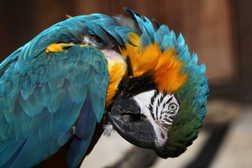 Blue-and-yellow macaw (Ara ararauna).