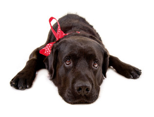 Schwarzer Hund, liegend, mit roter Schleife