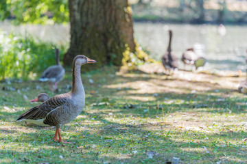 Graugänse im Stadtpark Fürth