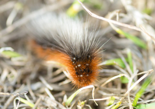 Pitok Insect รูปภาพPicot – เลือกดูภาพถ่ายสต็อก เวกเตอร์ และวิดีโอ467 | Adobe Stock