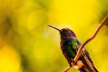 Beija-flor