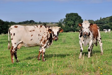 Deux vaches laitières dans un pré en Normandie