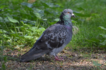 pigeon