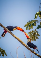 Tucanos se alimentando