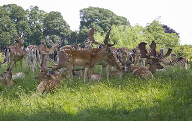 Fallow Deer grazing in woodland meadow. England. UK.