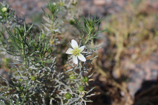 Wild Harmal (Peganum harmala) at summer time.