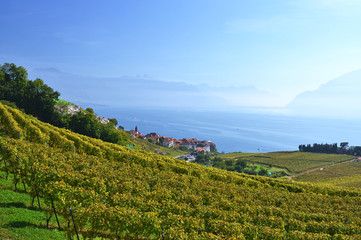 Fototapeta na wymiar Vineyards in Lavaux region, Switzerland