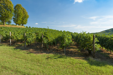Fototapeta na wymiar View of grape vineyards, captured in the late summer, Padova, It