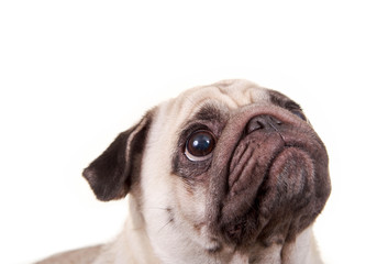 Mops blickt nach oben