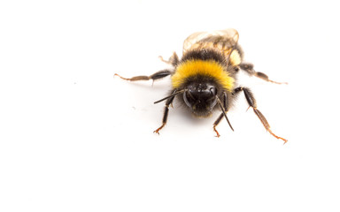 A Bumble Bee on a white background