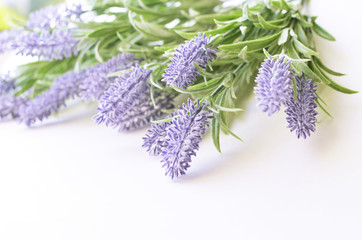 Fototapeta premium Lavender branch on a white background