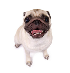 Lustiger Mops von oben