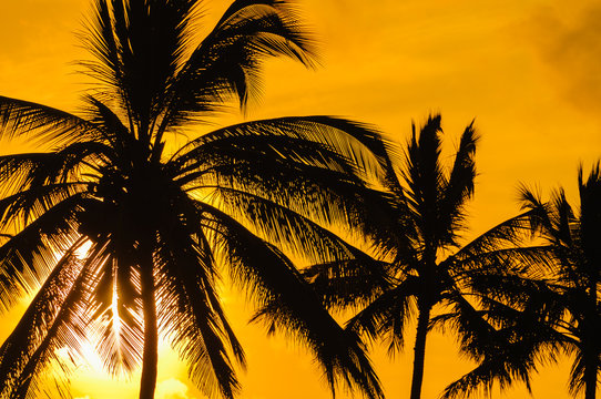 Silhouette of palm trees on Maui, Hawaii, USA
