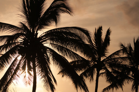 Silhouette of palm trees on Maui, Hawaii, USA