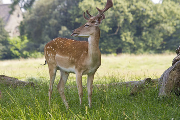 Fallow Deer grazing in woodland meadow. England. UK.