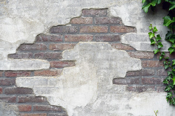 detail of a old broken damaged brick cement wall with green ivy tree and empty copy space