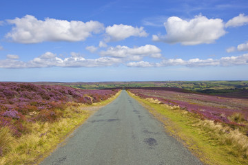 Fototapeta na wymiar rural road with moorland scenery