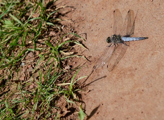 blue dragonfly