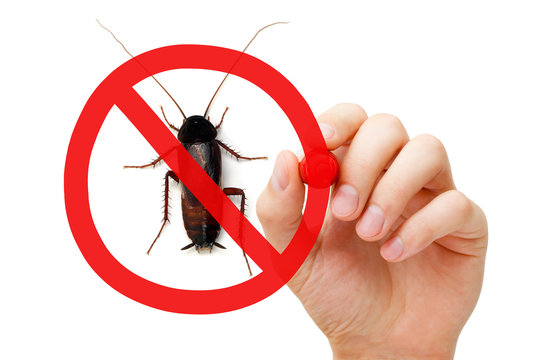 Prohibition Sign Cockroach Pest Control Concept