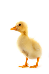 The yellow small duckling