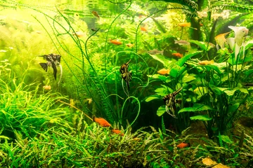 Foto op Canvas Ttropical freshwater aquarium with fishes © Sergii Figurnyi