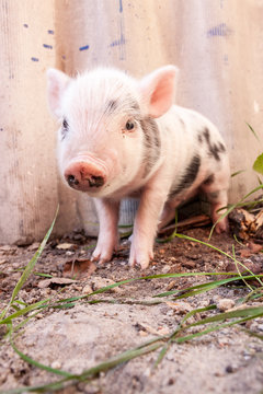 Close-up of a cute muddy piglet running around outdoors on the f