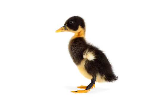 The black small duckling