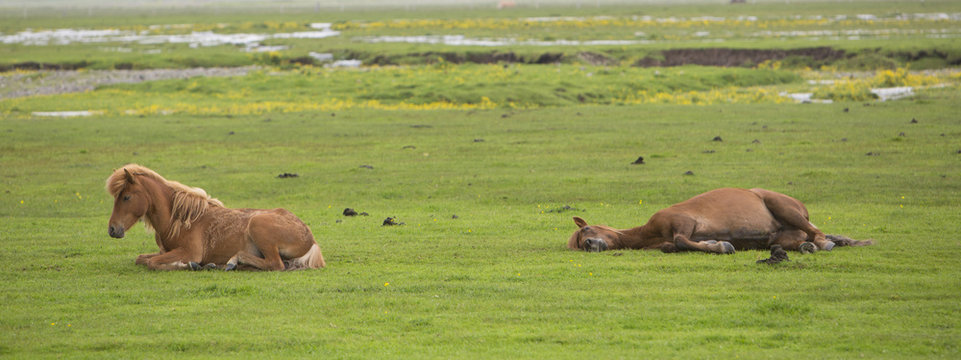 two horses, iceland