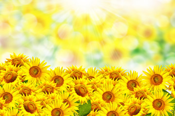 Fototapeta premium Beautiful sunflower field in summer
