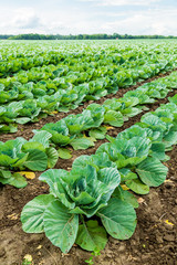 Cabbage field