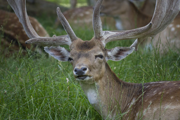 Fallow Deer grazing in woodland meadow. England. UK.