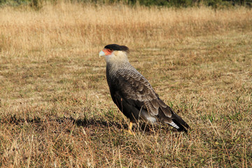 Greifvogel im Nationalpark Torres del Paine (Chile)