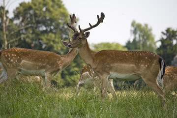 Fallow Deer grazing in woodland meadow. England. UK.