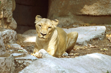 Naklejka na ściany i meble Female lion on top of a rock formation l
