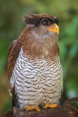 Owl portrait close up of funny face © boule1301