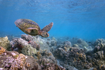 Hawaii Turtle