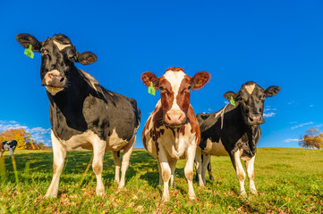 Closeup of cows looking at the camera.