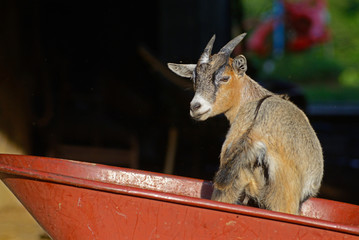 Little brown goat stands in a red wheel barrow.
