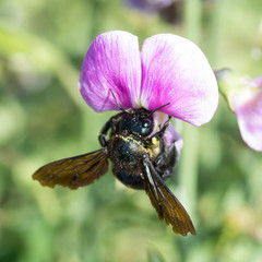Bourdon noir sur pois de senteur violet