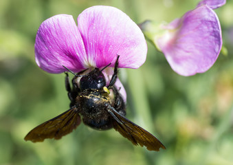 Bourdon noir sur pois de senteur violet