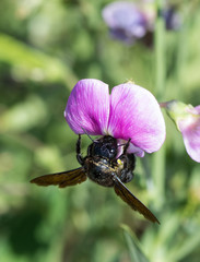 Bourdon noir sur pois de senteur