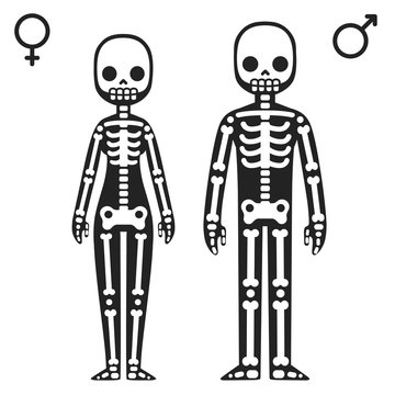 Male and female skeletons
