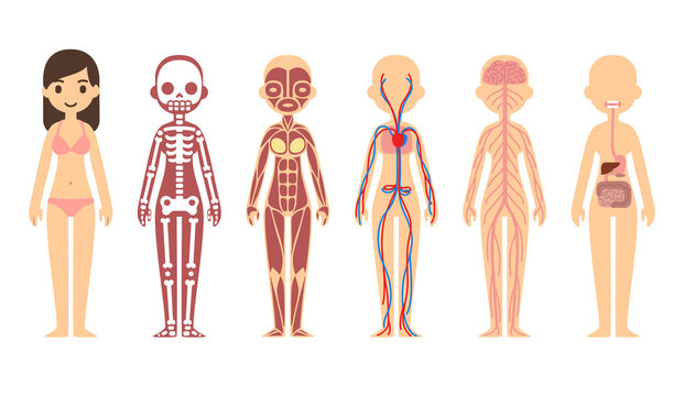 Female body anatomy chart