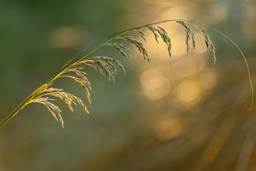 ciuffo di pianta (ampelodesma ) . sfondo sfocato , verde, luce del tramonto
