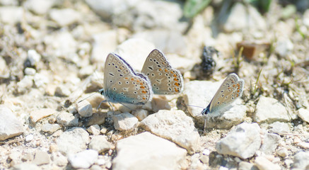 3 papillons sur le sol