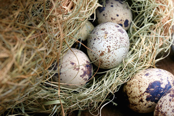 Obraz premium Quail eggs
