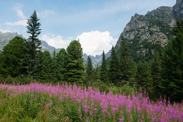Beautiful mountain flowers of High Tatras, Slovakia