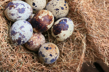 Quail eggs