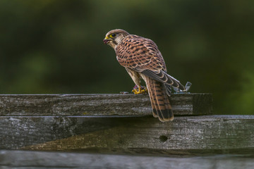 Turmfalke (Falco tinnunculus)